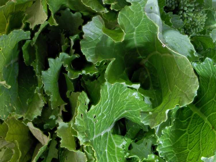 You are currently viewing Cultiver des feuilles de navet : découvrez les bienfaits des feuilles de navet pour la santé