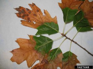 Lire la suite à propos de l’article Xylella et chênes : quelles sont les causes de la brûlure bactérienne des feuilles de chêne