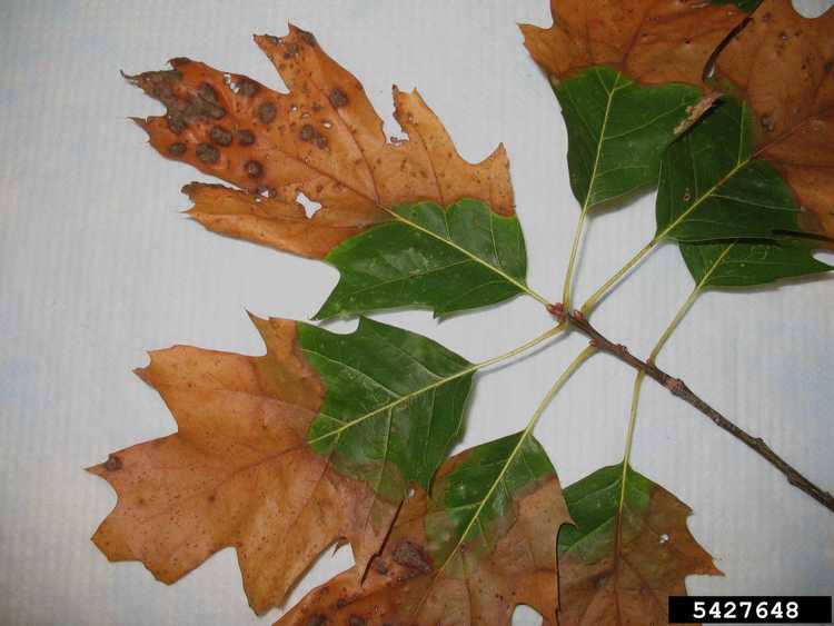 You are currently viewing Xylella et chênes : quelles sont les causes de la brûlure bactérienne des feuilles de chêne