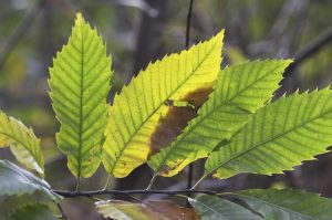 Lire la suite à propos de l’article Identification des feuilles – Découvrez les différents types de feuilles des plantes