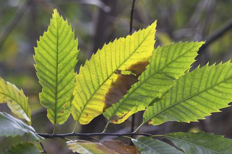 You are currently viewing Identification des feuilles – Découvrez les différents types de feuilles des plantes