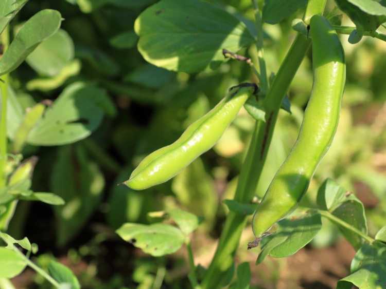 You are currently viewing Plantation de fèves – Comment faire pousser des fèves dans le jardin