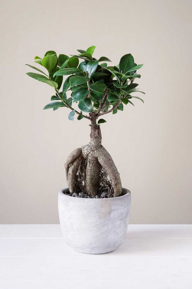 You are currently viewing Taille du ginseng ficus : comment faire pousser un bonsaï Ficus ginseng