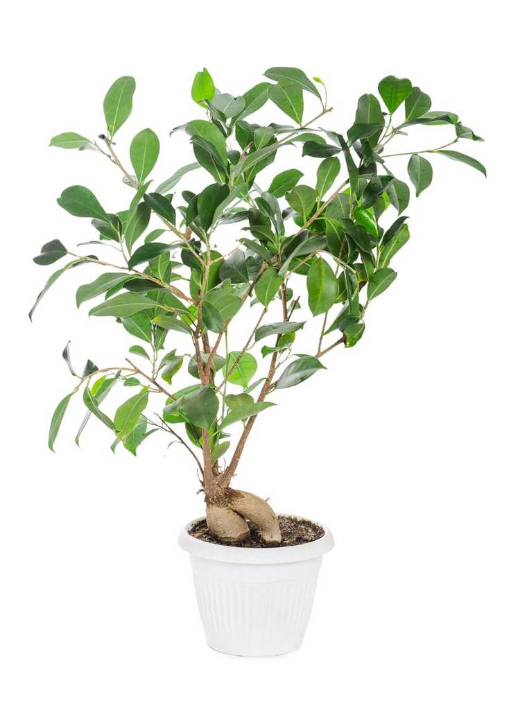 You are currently viewing Ficus Ginseng Tree Info – Informations sur les soins du Ficus Ginseng à l'intérieur