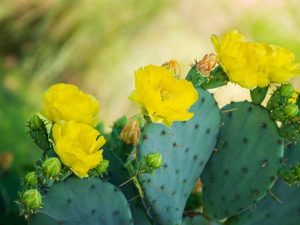 Lire la suite à propos de l’article Cultiver un cactus de figue de Barbarie orientale résistant au froid