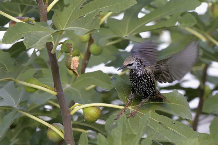 You are currently viewing Comment protéger les arbres fruitiers des oiseaux