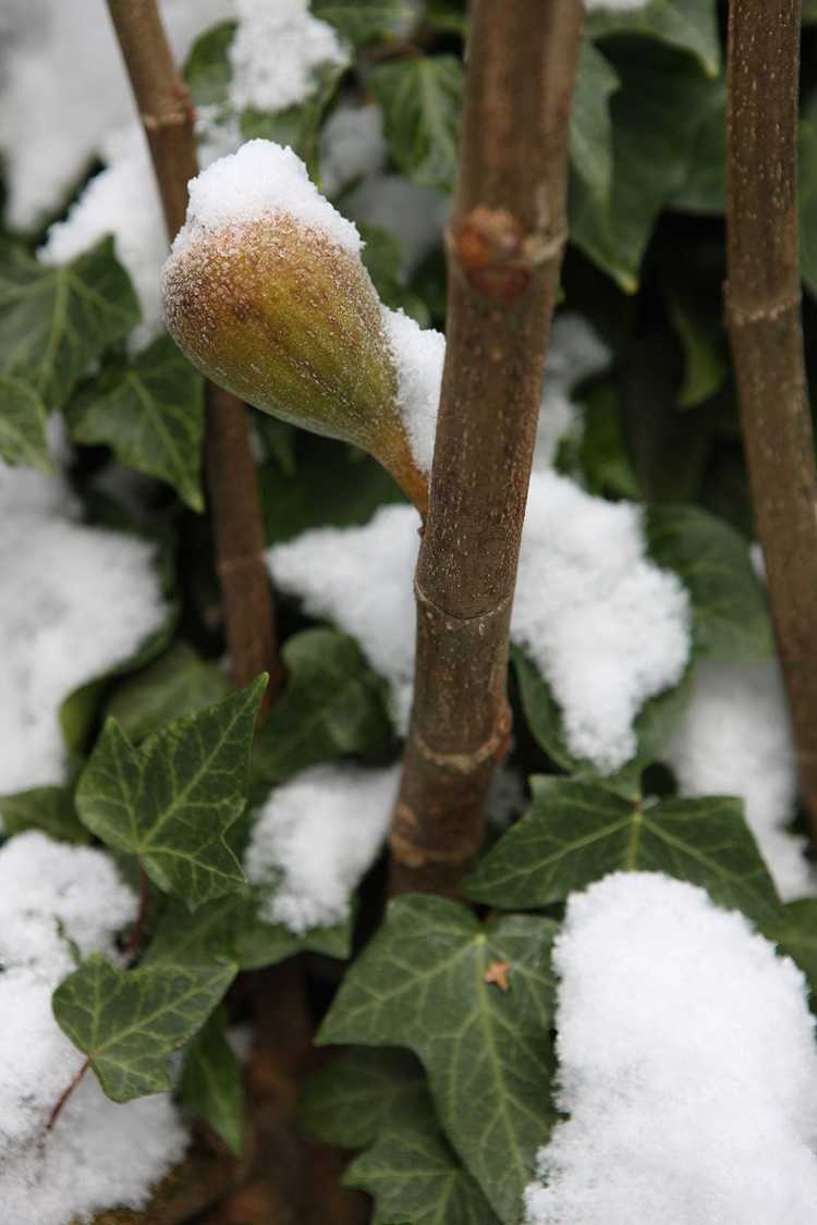 You are currently viewing Variétés de figues résistantes au froid : conseils pour cultiver des figues résistantes à l'hiver