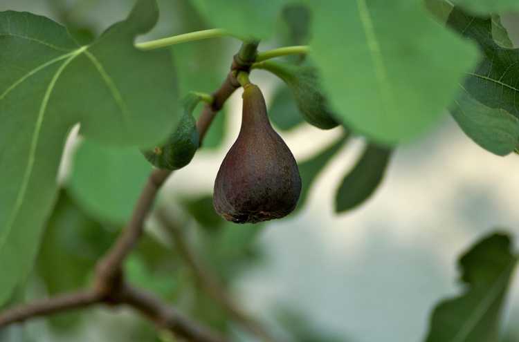 You are currently viewing Figue aux petits fruits : pourquoi mes figues sont-elles trop petites