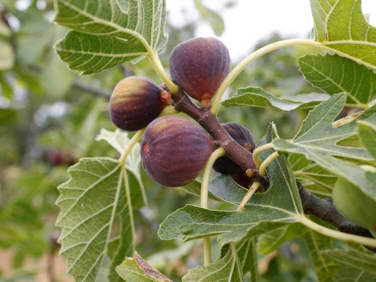 You are currently viewing Que nourrir les figuiers : comment et quand fertiliser les figues