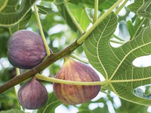 Lire la suite à propos de l’article Entretien du figuier : comment faire pousser des figues dans le jardin