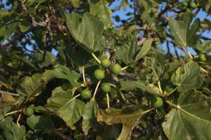 Lire la suite à propos de l’article Qu'est-ce que l'anthracnose des figues : traiter les figues atteintes de l'anthracnose