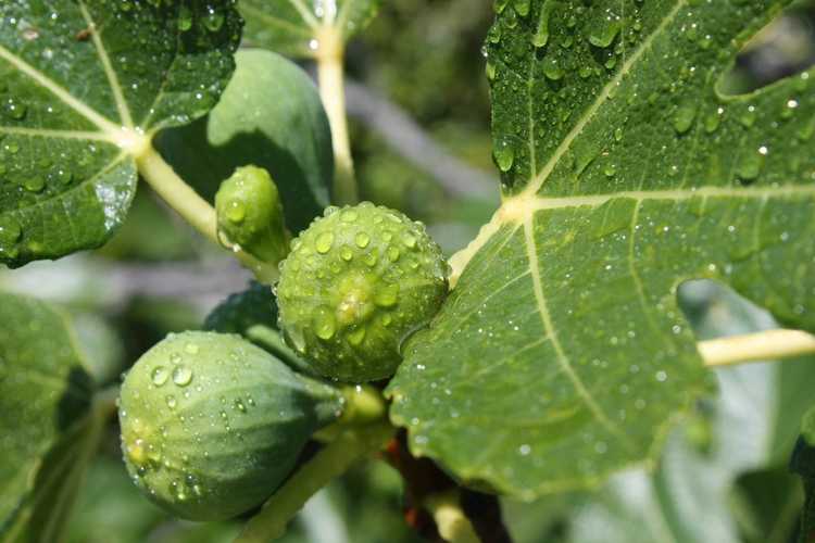 You are currently viewing Arrosage des figuiers : quels sont les besoins en eau des figuiers