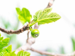 Lire la suite à propos de l’article Problèmes de figuier : le figuier laisse tomber des figues