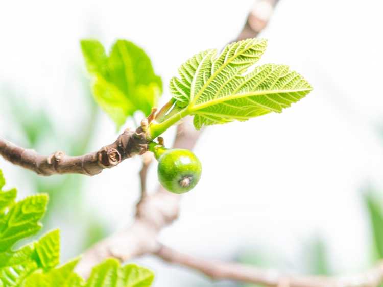 You are currently viewing Problèmes de figuier : le figuier laisse tomber des figues