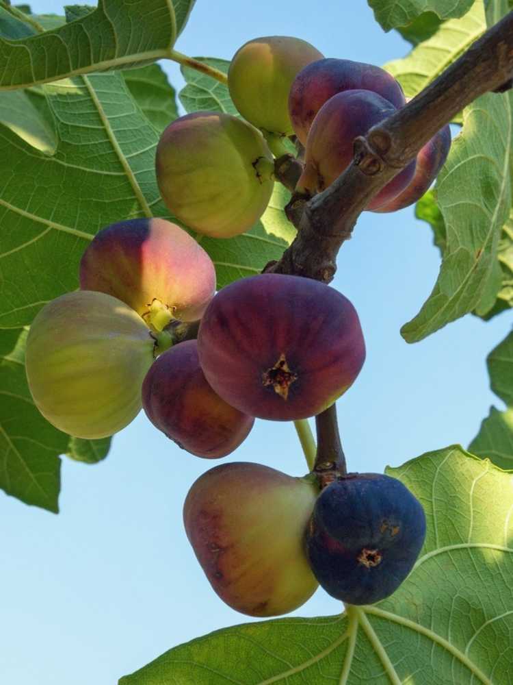 You are currently viewing Types de figues : différents types de figuiers pour le jardin