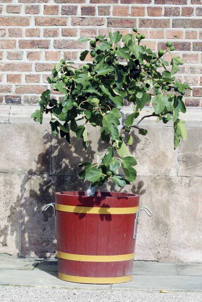 Planter des figuiers en pots Comment entretenir les figuiers en pot