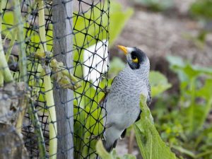 Lire la suite à propos de l’article Comment utiliser un filet anti-oiseaux pour la protection contre les parasites du jardin