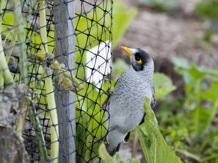 You are currently viewing Comment utiliser un filet anti-oiseaux pour la protection contre les parasites du jardin