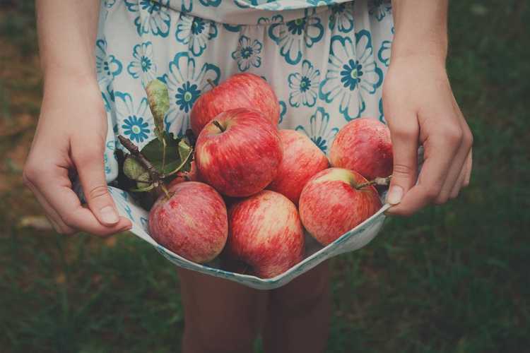 You are currently viewing Informations sur l'arbre Crisp d'automne : Comment faire pousser des pommes croustillantes d'automne