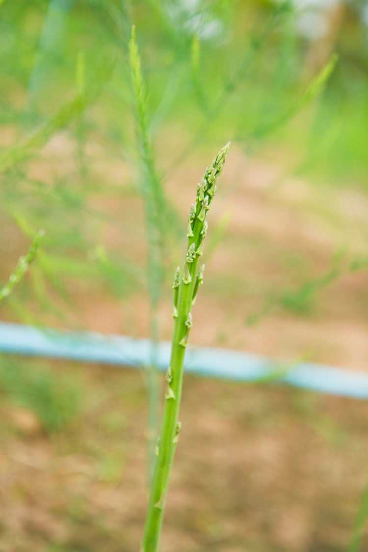 You are currently viewing Mes asperges sont trop fines : causes des pointes d'asperges fines