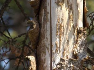 Lire la suite à propos de l’article Qu'est-ce que la fissure de gel : que faire pour fissurer les troncs d'arbres