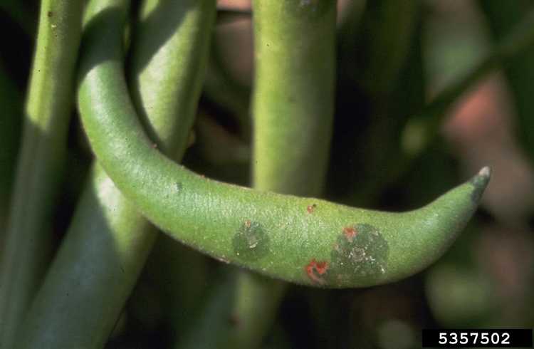 You are currently viewing Quelles sont les causes de la brûlure du halo : traiter la brûlure du halo sur les plants de haricots