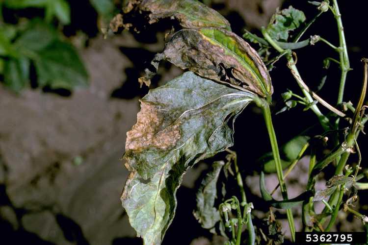 You are currently viewing Traitement de la flétrissure bactérienne des haricots – En savoir plus sur la flétrissure bactérienne des haricots