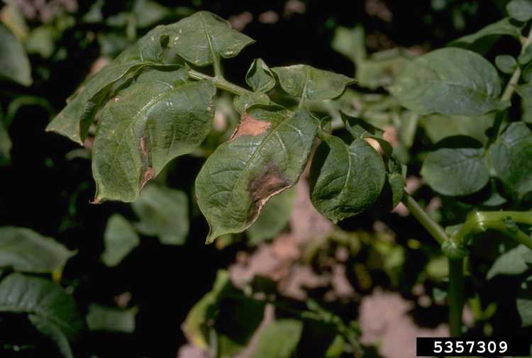 You are currently viewing Informations sur la flétrissure fusarienne de la pomme de terre – Raisons du flétrissement des plants de pomme de terre