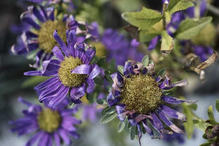 Lire la suite à propos de l’article Conseils pour la taille des asters : comment tailler une plante d'aster