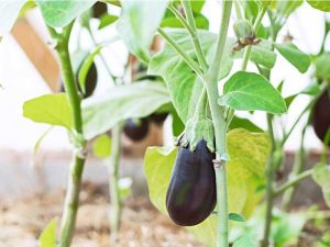 Lire la suite à propos de l’article Contrôle de la flétrissure verticillienne de l'aubergine : Traiter la flétrissure verticillienne des aubergines