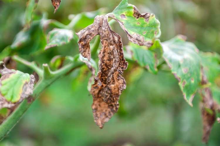 You are currently viewing Contrôle de la flétrissure verticillienne des tomates – Comment traiter les tomates atteintes de la flétrissure verticillienne