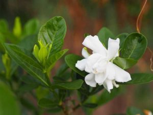 Lire la suite à propos de l’article Gardenia Leaf Curl – Raisons pour lesquelles les feuilles de gardénia se froissent