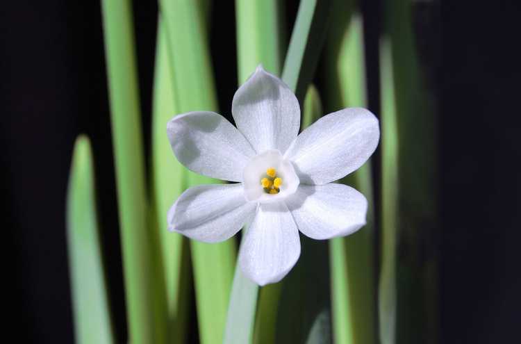 You are currently viewing Les fleurs de Paperwhite peuvent-elles refleurir : conseils pour faire refleurir les Paperwhites