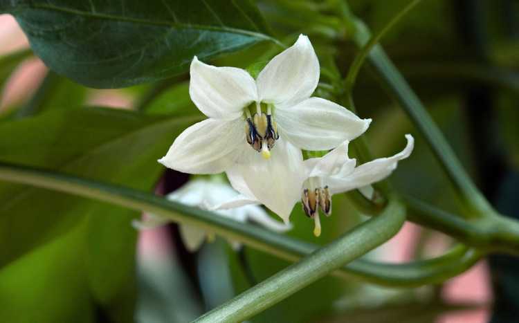 You are currently viewing Poivrons pollinisateurs à la main : Comment polliniser à la main les plants de poivrons