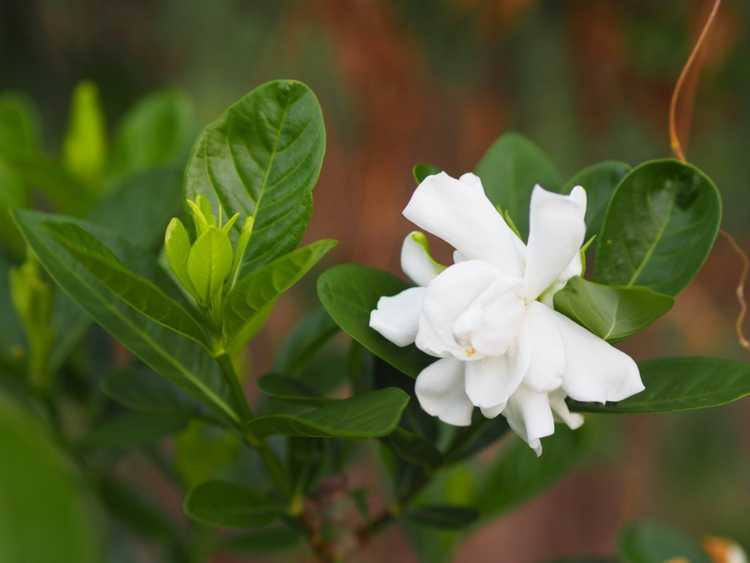 You are currently viewing Gardenia Leaf Curl – Raisons pour lesquelles les feuilles de gardénia se froissent