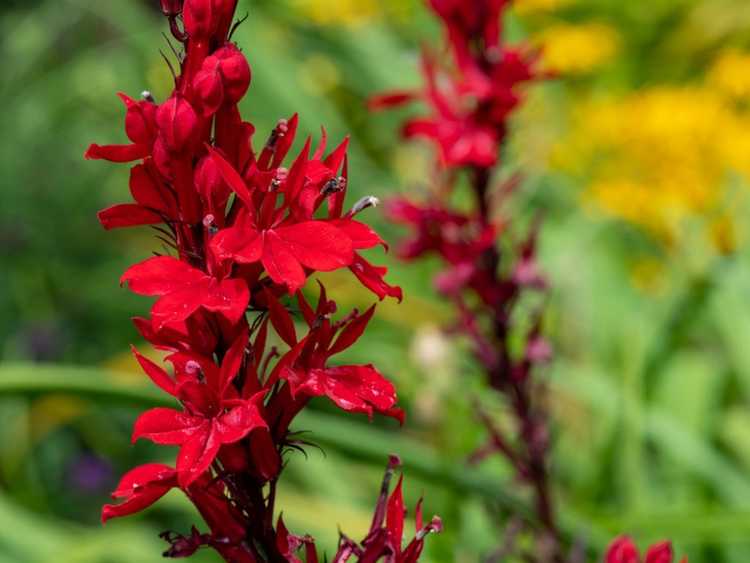 You are currently viewing Informations sur les fleurs cardinales – Cultiver et entretenir les fleurs cardinales