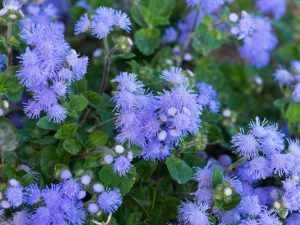 Lire la suite à propos de l’article Germination des graines d'Ageratum – Cultiver de l'Ageratum à partir de graines