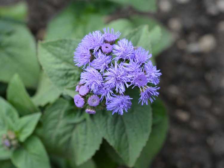 You are currently viewing Problèmes avec Ageratum – Comment faire pousser des Ageratums sains