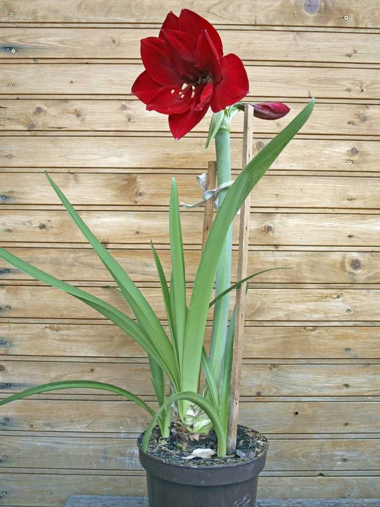 You are currently viewing Jalonnement d'une amaryllis : types de piquets de support d'amaryllis