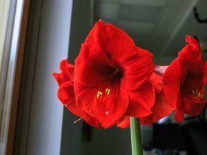 Lire la suite à propos de l’article Instructions d'entretien de l'amaryllis : comment prendre soin d'une amaryllis