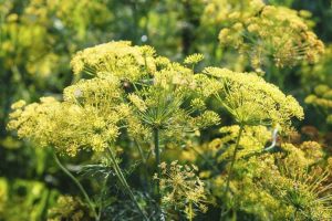 Lire la suite à propos de l’article Pourquoi mon aneth fleurit-il : raisons pour lesquelles une plante d'aneth a des fleurs