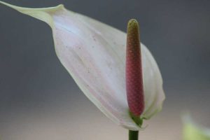 Lire la suite à propos de l’article Qu'est-ce qu'une spathe : découvrez la spathe et le spadix dans les plantes