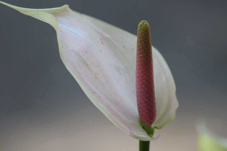 You are currently viewing Qu'est-ce qu'une spathe : découvrez la spathe et le spadix dans les plantes