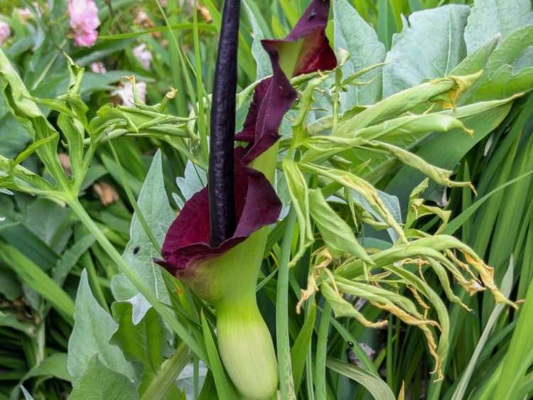 You are currently viewing Qu'est-ce qu'une fleur d'arum dragon : conseils pour cultiver des arums dragon