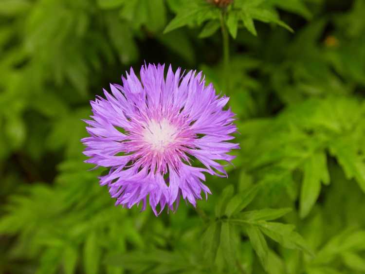 You are currently viewing Fleurs d'Asters de Stokes – Conseils pour l'entretien des Asters de Stokes