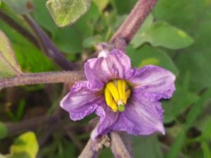 Lire la suite à propos de l’article Que faire si les fleurs d'aubergines se dessèchent et tombent