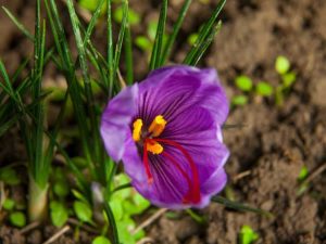 Lire la suite à propos de l’article Informations sur la façon de cultiver des bulbes de crocus au safran