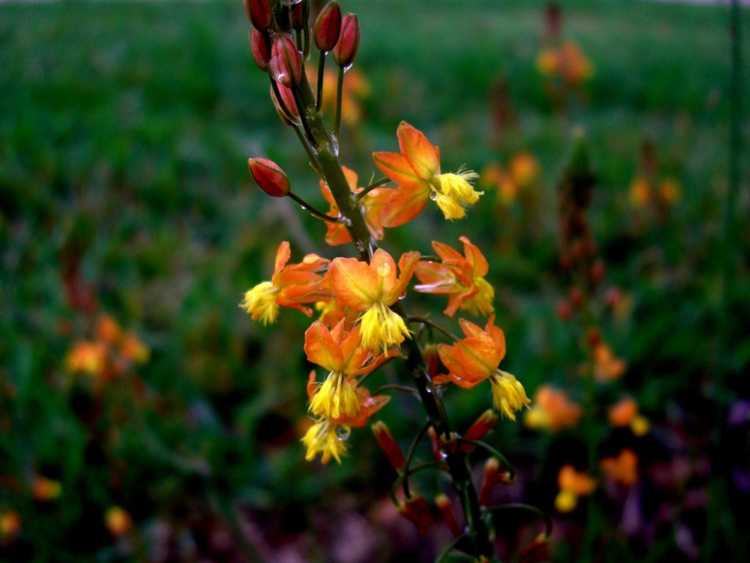 Lire la suite à propos de l’article Comment faire pousser des plantes bulbines : informations sur l'entretien des bulbes