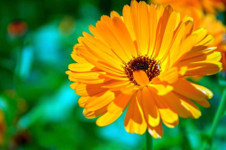 You are currently viewing Cultiver du calendula – Comment prendre soin des plantes de calendula dans le jardin