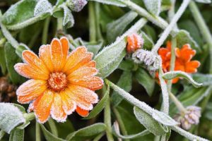 Lire la suite à propos de l’article Soins d'hiver au calendula – Comment conserver le calendula pendant l'hiver